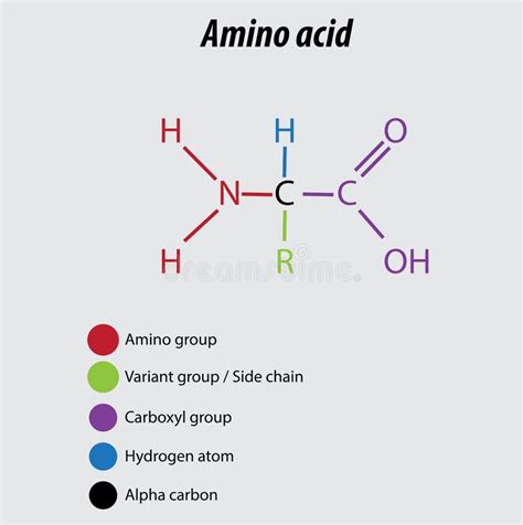 Amino Group Primary Nh2 It Is Functional Group Comprised Of A