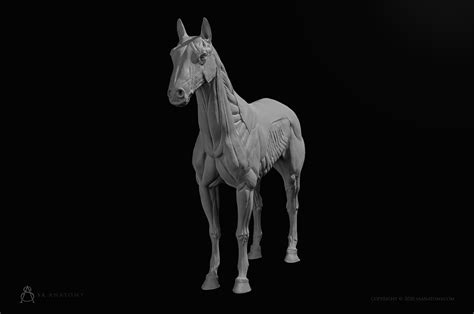 Horse Equine Anatomy Figure Blender Market