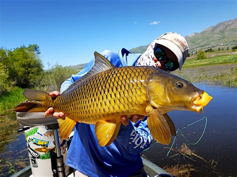 Home — American Carp Society