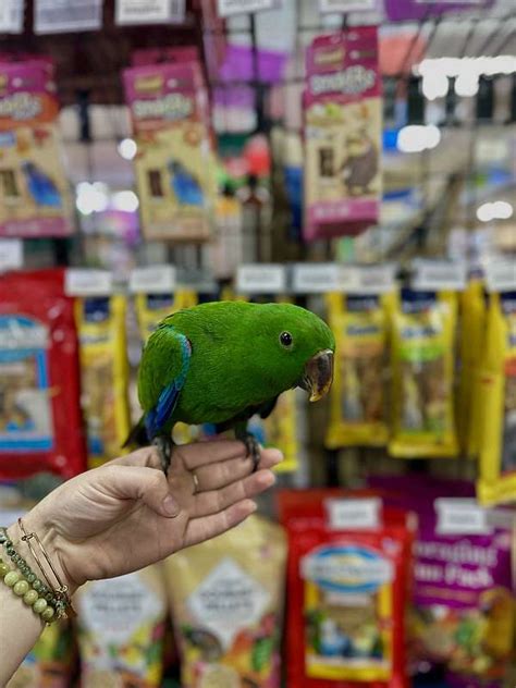 Baby Male Eclectus Parrot For Sale