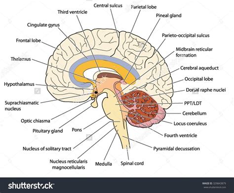 Labeled Diagram Of Brain Sagittal Sheep Brain Labeled Topsimages