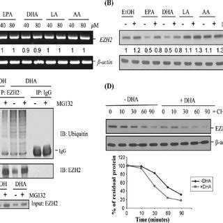 X 3 PUFAs Posttranslationally Regulate The Expression Of EZH2 A