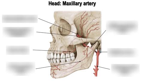 Maxillary Artery Branches Diagram Quizlet