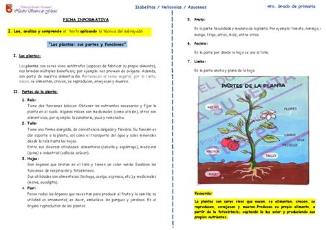 La Planta Sus Partes Y Funciones Ficha Informativa Isabelitas