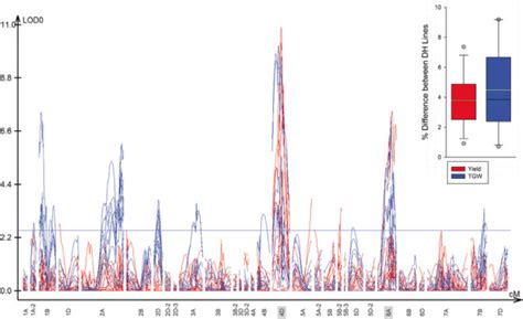 QTL Analysis For Yield And Thousand Grain Weight Genome Wide QTL