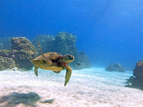 Hawaii Sea Turtles - Snorkel with Hawaii Sea Turtles at Coral Gardens