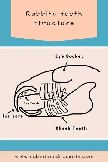 How Many Teeth Do Rabbits Have Bunny Teeth 101