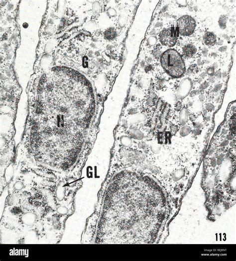 Mitocondria micrografia fotografías e imágenes de alta resolución Alamy