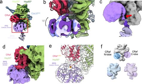 Heterogeneous Pp Catalytic Domain Is In Position For Crafps