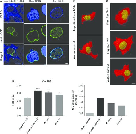 Nucleo Cytoplasmic Transport Perturbation In Immortalized Cells Causes