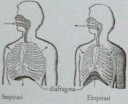 Perhatikan Gambar Proses Pernapasan Berikut