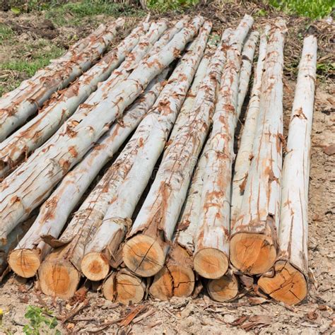 Eucalyptus Tree Pile Of Wood Logs For Industry Stock Image Image Of