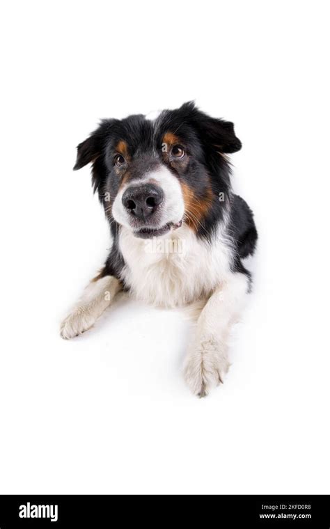 Black White Australian Shepherd Cut Out Stock Images And Pictures Alamy