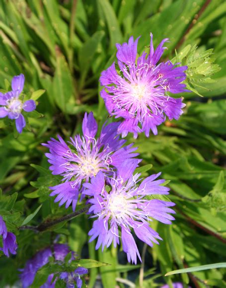 Stokesia laevis ‘Purple Parasols’ - Moon Nurseries