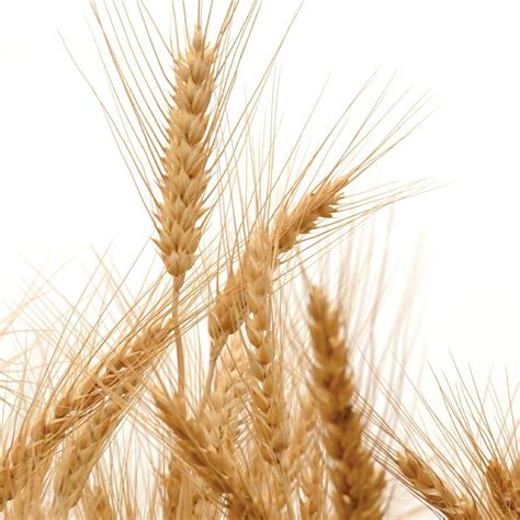 facts  fiber healthscope magazine
