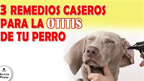 Remedios Caseros Para Tratar La Infecci N De O Do En Perros Mascotario