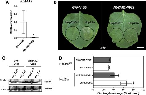 A Remorin From Nicotiana Benthamiana Interacts With The Pseudomonas Type Iii Effector Protein