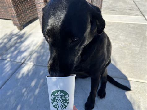 The Pup Cup A Starbucks Secret Menu Item For Dogs Aka Puppuccino