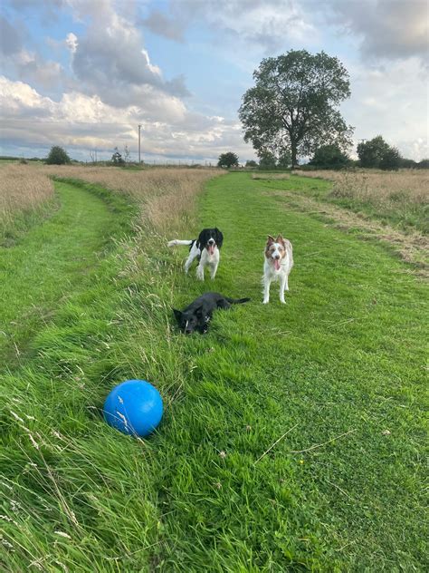 The dogs had so much fun with these boomer balls tonight at a local dog