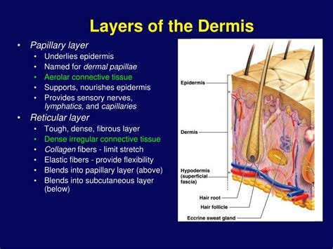 Ppt Integumentary System Powerpoint Presentation Free Download Id