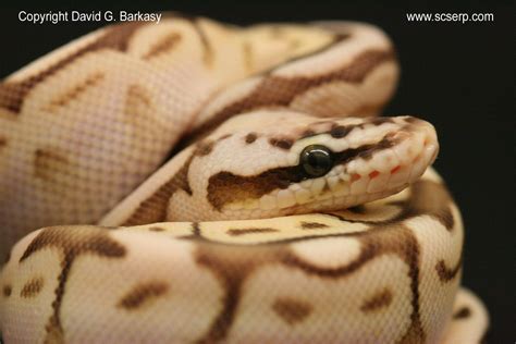 Dangerous Snakes Ball Python Snake Ball Python Morphs Ball Python