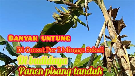 Hasil Panen Pisang Tanduk Super Melimpah Ruah Youtube