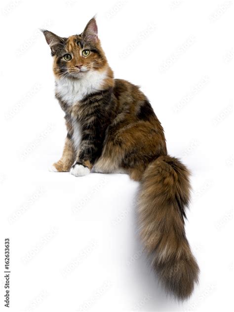 Young Maine Coon Cat Kitten Sitting Side Ways With Tail Hanging From Edge Isolated On White