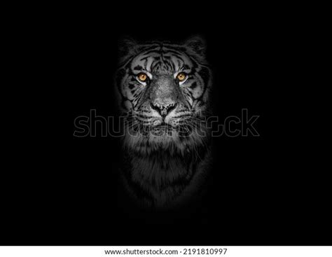 141 Tiger Orange Eyes Head Shot Black Background Images, Stock Photos ...