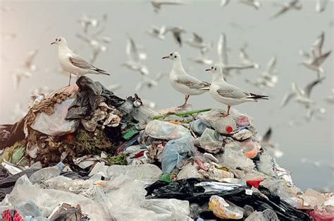 Pollution Water Pollution Bird Seagull Stock Photos, Pictures & Royalty-Free Images - iStock