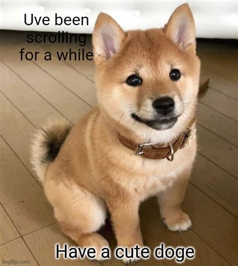 Cute Doge Imgflip