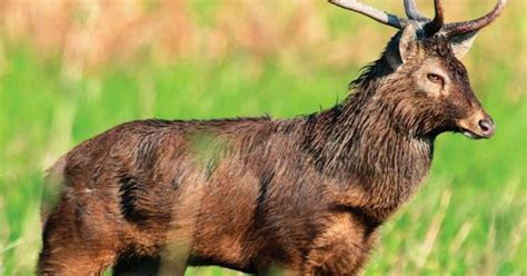 In Manipur The Habitat Of Endangered Sangai Deer Is Facing Threat From