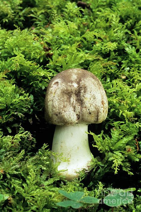 Silky Grey Mushroom By John Wright Science Photo Library