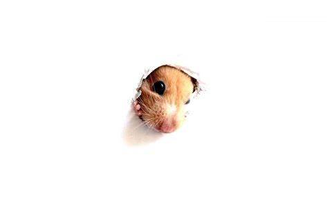 Hamster Wallpapers Wallpaper Cave