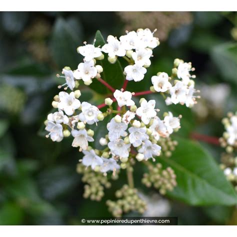 Laurier Tin Viburnum Tinus Persistant Blanc P Pini Re Du Penthi Vre