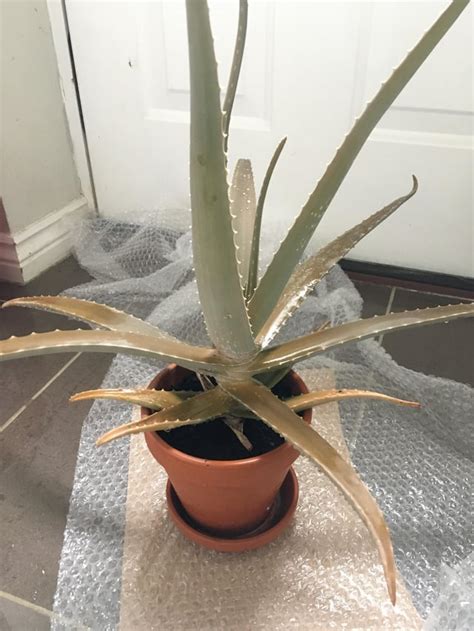 Any Hope For Overwatered Aloe Vera Details In Comment Houseplants