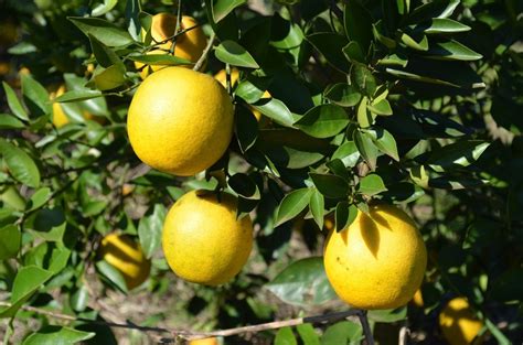 Epamig D Dicas Para Manejo Do Greening Em Pocas De Floradas Dos