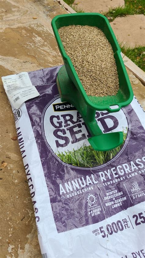 How To Plant Winter Ryegrass For A Green Lawn All Year Long Dengarden