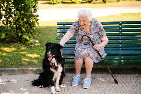 Razze Di Cani Per Anziani 8 Compagni Perfetti