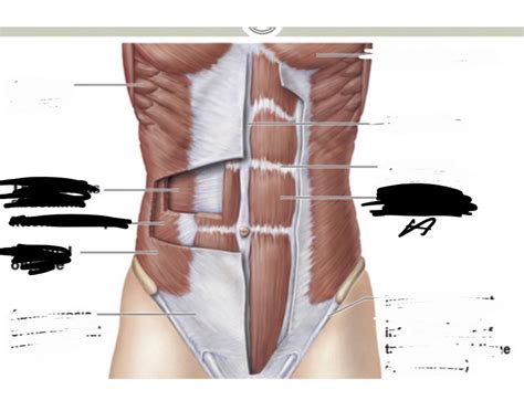 Abdominal Muscles Quiz