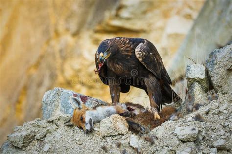 Eagle With Caught Fox Golden Eagle Aquila Chrysaetos Perched On