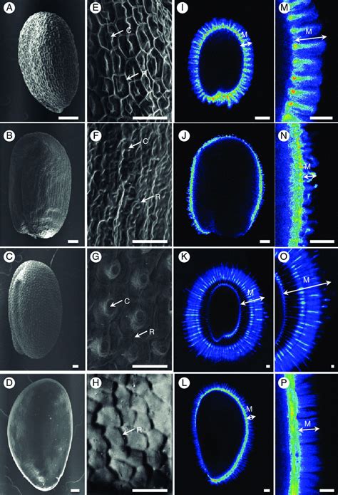 Natural Variation In Seed Coat And Mucilage Characteristics A H