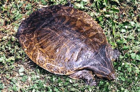 Burmese Narrow Headed Softshell Turtle — Asian Species Action Partnership Asap