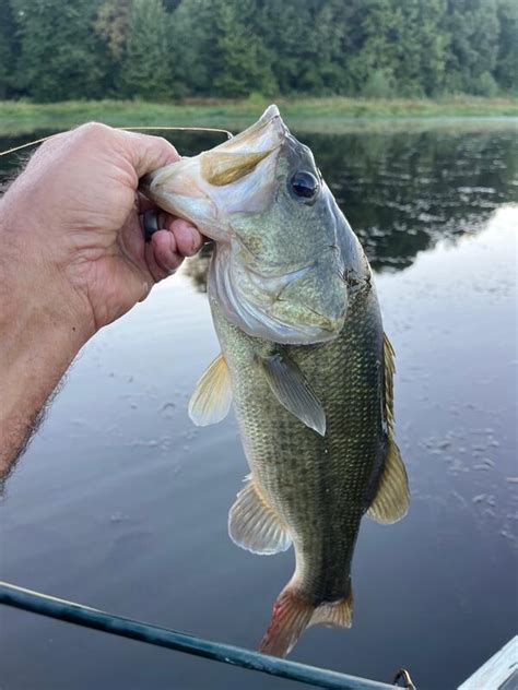 Kayak Report For Swan Creek Stick Marsh