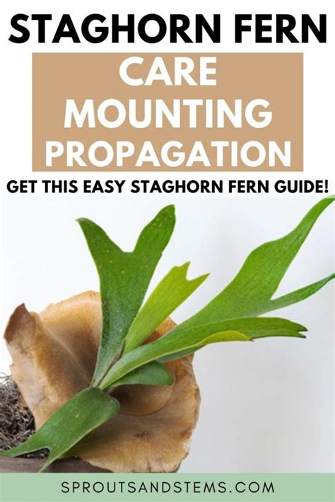 Staghorn Fern Care Mounting And Propagation Sprouts And Stems