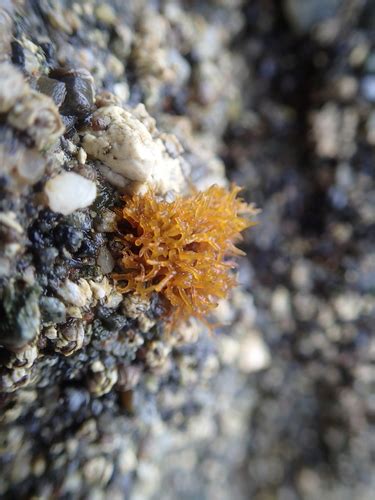 Gloiopeltis Furcata Multi Agency Rocky Intertidal Network INaturalist