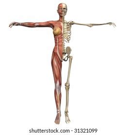 3 142 Female Anatomy Nude Stock Illustrations Images Vectors Shutterstock