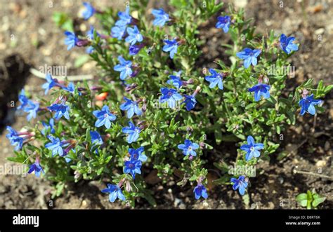 Lithodora Diffusa Heavenly Blue Flowers And Plant England UK Stock