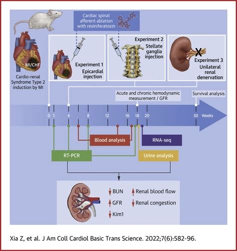 Cardiac Spinal Afferent Denervation Attenuates Renal Dysfunction In