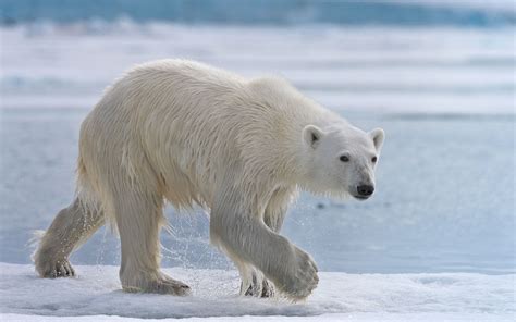 Polar bear resting on an ice floe in Svalbard, Norway. 81st parallel ...
