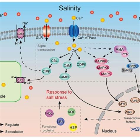 Regulatory Model Of Salt Stress Sensing And Response When Na Is